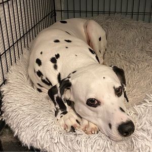 Meet your Posher, Ms Monty